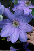  Mrs. Cholmondeley Clematis - 1 Gallon Pot