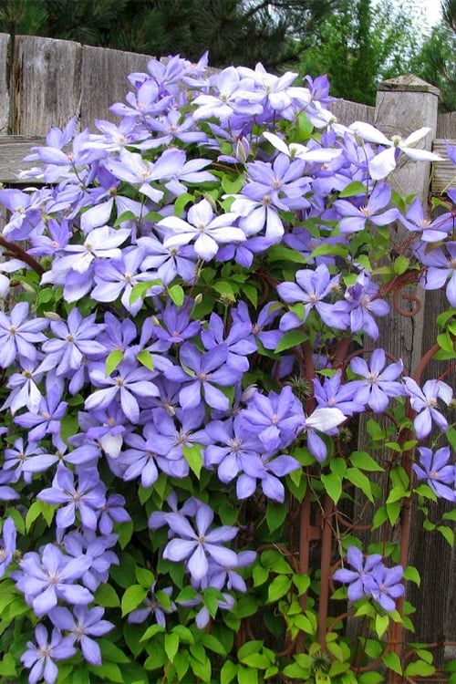  Mrs. Cholmondeley Clematis - 1 Gallon Pot