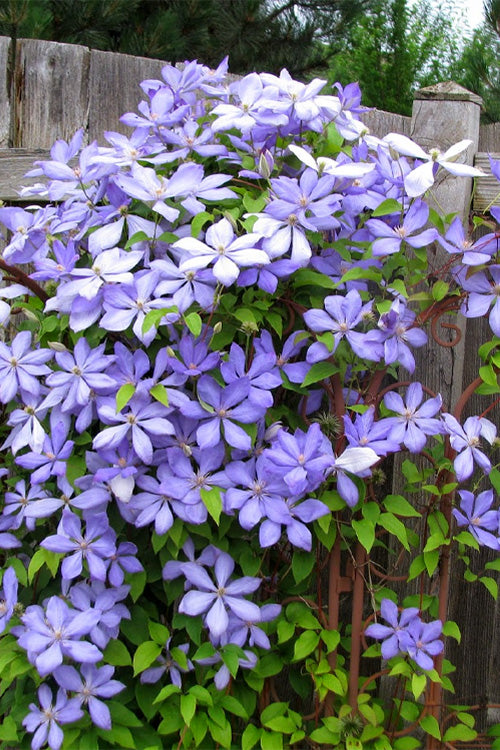  Mrs. Cholmondeley Clematis - 1 Gallon Pot