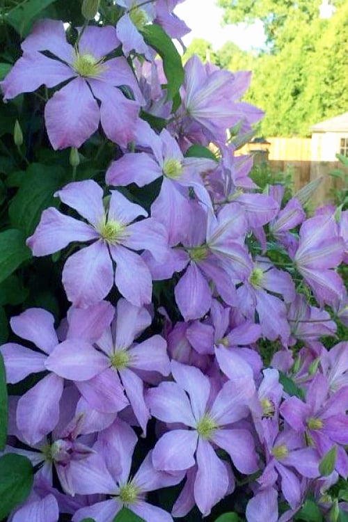 Mrs. Cholmondeley Clematis - 1 Gallon Pot