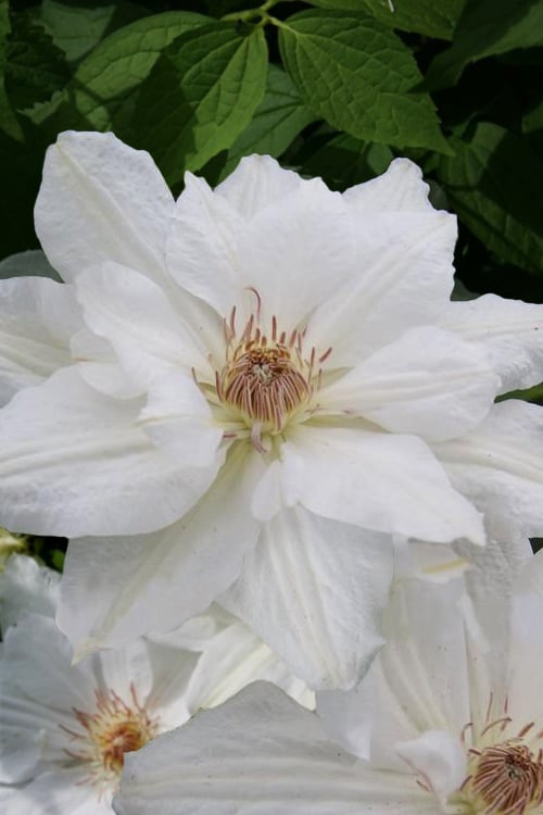  Mrs. George Jackman Clematis - 1 Gallon Pot