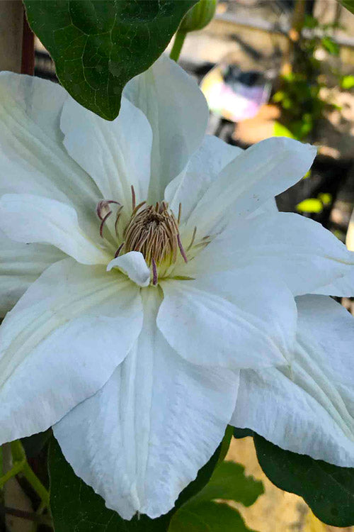  Mrs. George Jackman Clematis - 1 Gallon Pot