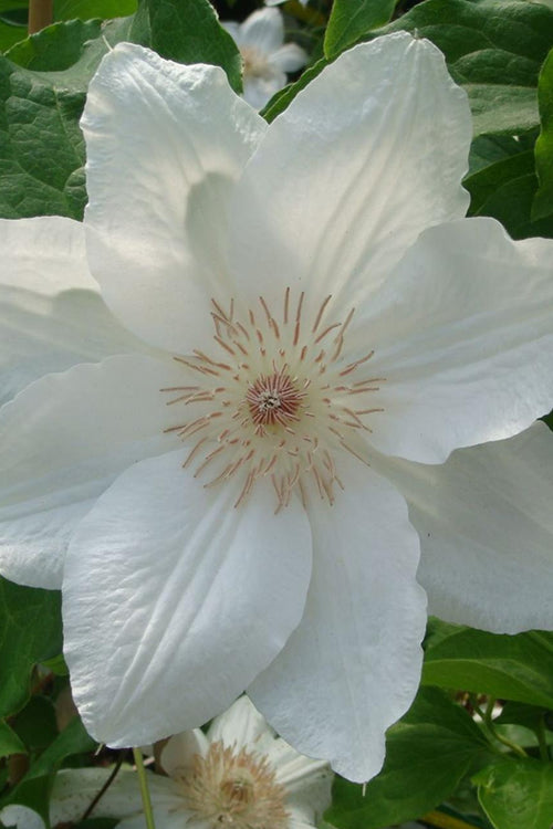  Mrs. George Jackman Clematis - 1 Gallon Pot