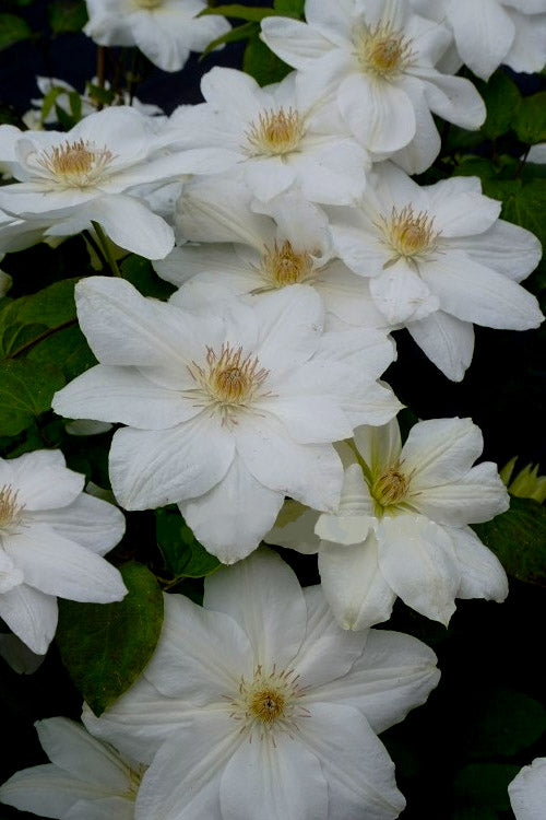  Mrs. George Jackman Clematis - 1 Gallon Pot