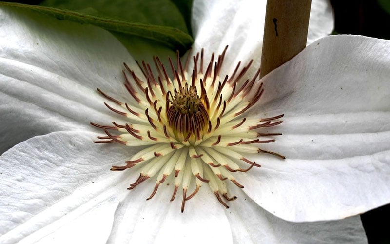  Mrs. George Jackman Clematis - 1 Gallon Pot