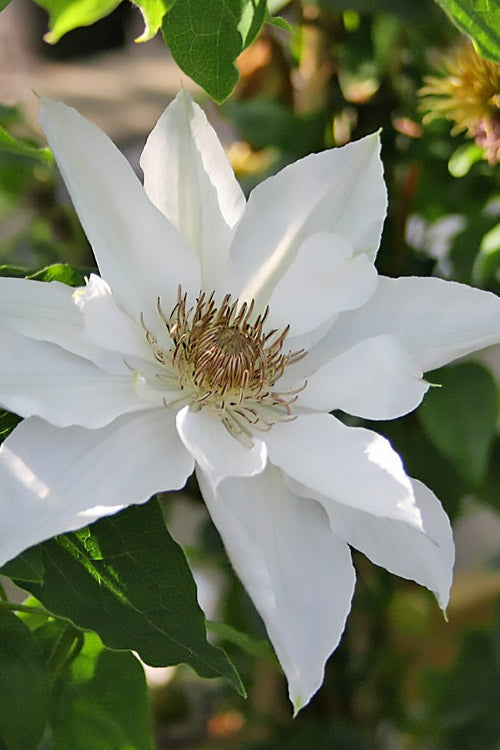  Mrs. George Jackman Clematis - 1 Gallon Pot