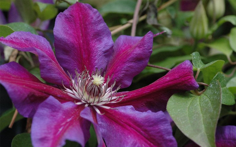  Mrs. Norman Thompson Clematis - 1 Gallon Pot