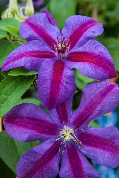  Mrs. Norman Thompson Clematis - 1 Gallon Pot
