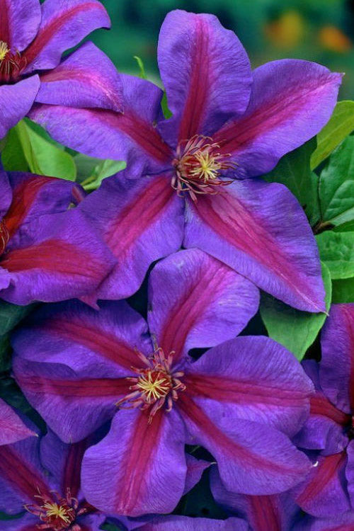  Mrs. Norman Thompson Clematis - 1 Gallon Pot
