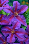  Mrs. Norman Thompson Clematis - 1 Gallon Pot