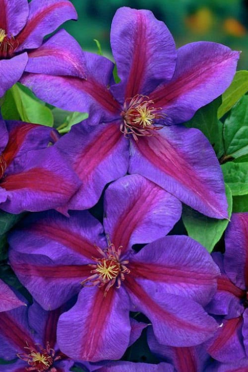  Mrs. Norman Thompson Clematis - 1 Gallon Pot