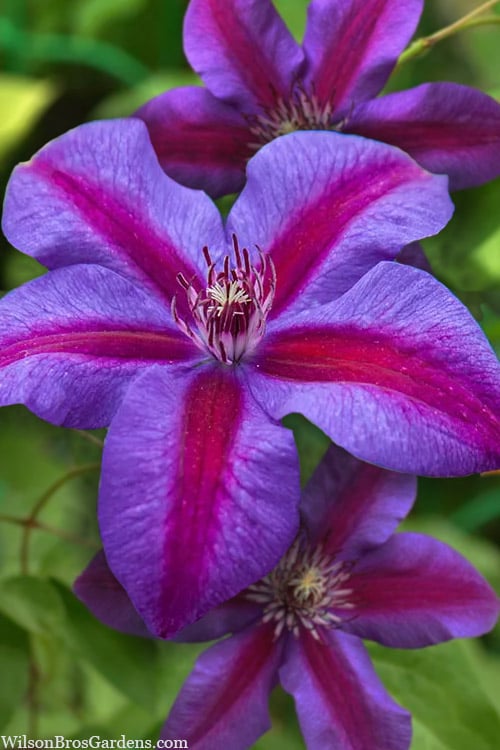  Mrs. Norman Thompson Clematis - 1 Gallon Pot