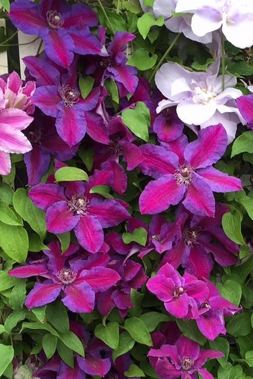  Mrs. Norman Thompson Clematis - 1 Gallon Pot