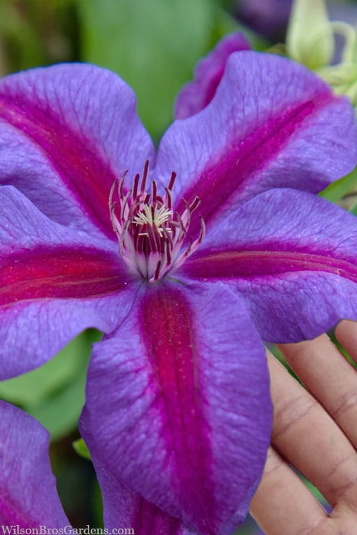  Mrs. Norman Thompson Clematis - 1 Gallon Pot
