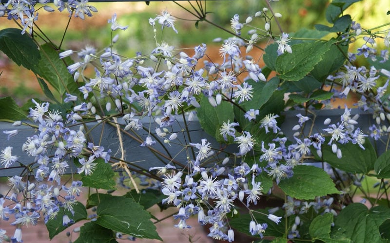  Mrs. Robert Brydon Clematis - 1 Gallon Pot 