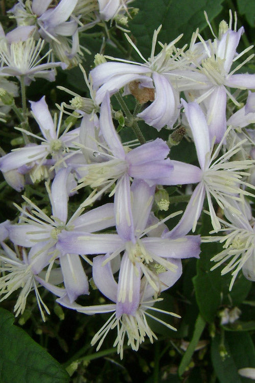  Mrs. Robert Brydon Clematis - 1 Gallon Pot