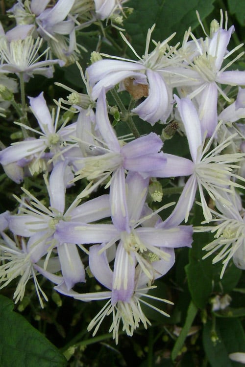  Mrs. Robert Brydon Clematis - 1 Gallon Pot 