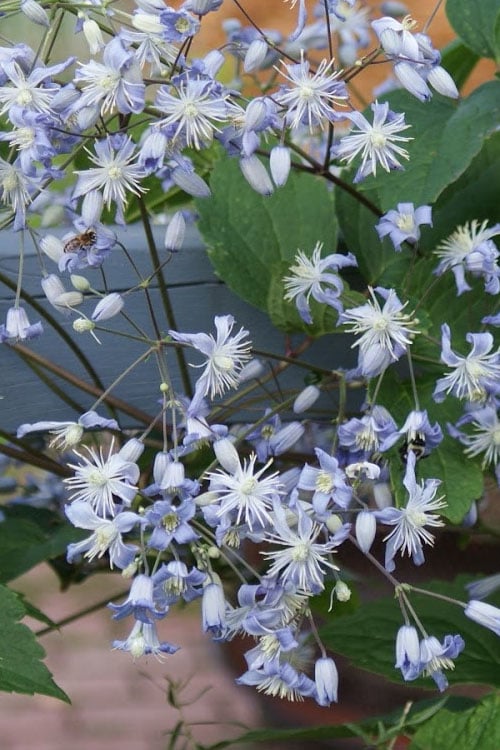  Mrs. Robert Brydon Clematis - 1 Gallon Pot 