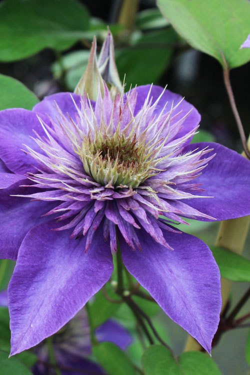 Multi Blue Clematis - 1 Gallon Pot