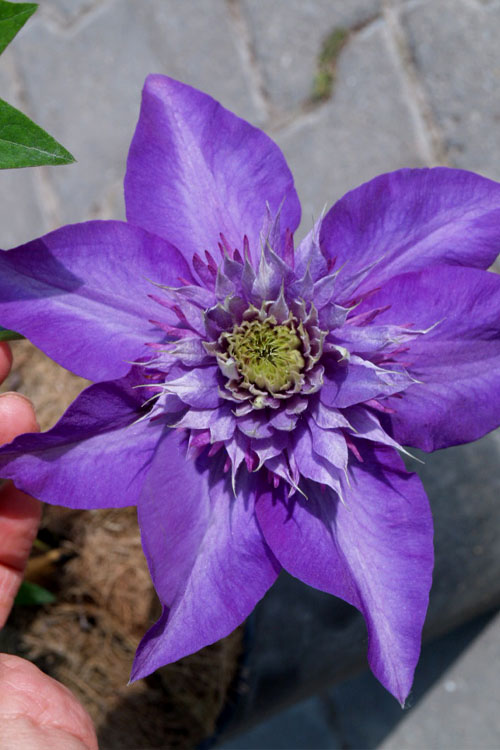  Multi Blue Clematis - 1 Gallon Pot