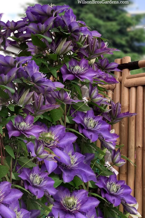  Multi Blue Clematis - 1 Gallon Pot