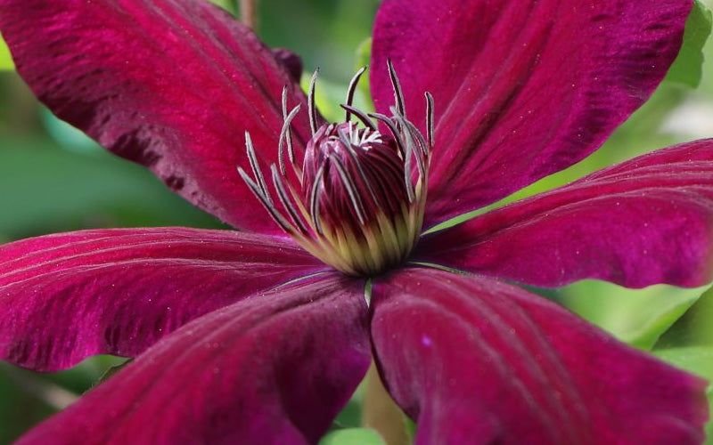  Niobe Clematis - 1 Gallon Pot