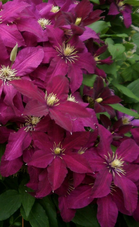  Niobe Clematis - 1 Gallon Pot