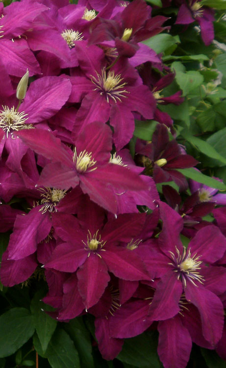  Niobe Clematis - 1 Gallon Pot