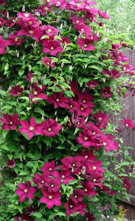  Niobe Clematis - 1 Gallon Pot