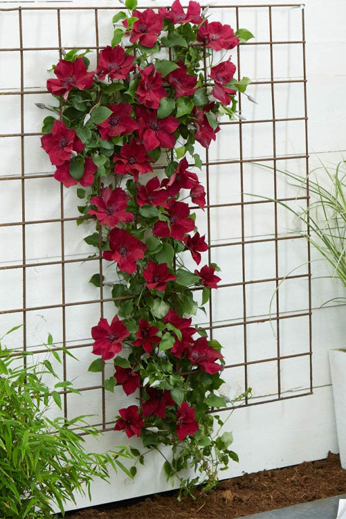 Nubia Clematis - 1 Gallon Pot