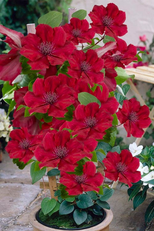  Nubia Clematis - 1 Gallon Pot