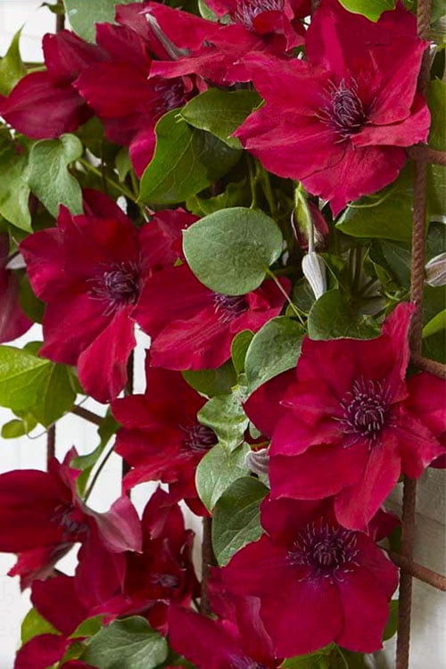  Nubia Clematis - 1 Gallon Pot