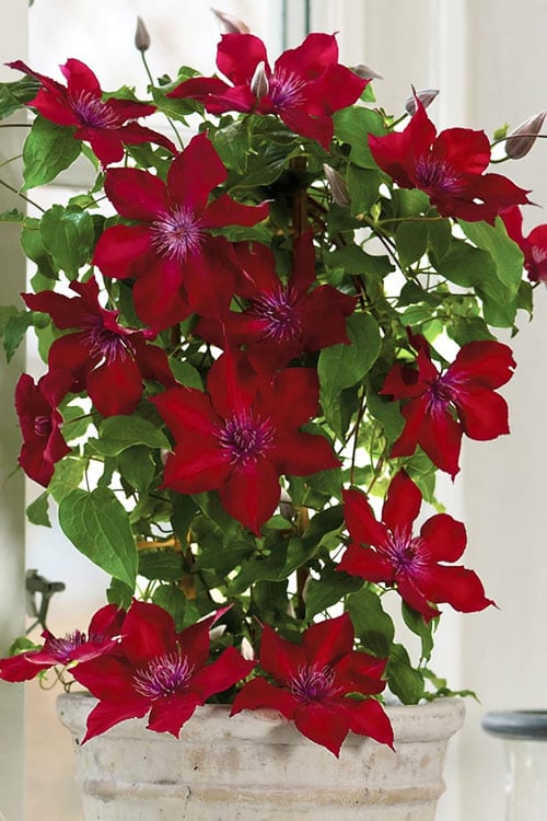  Nubia Clematis - 1 Gallon Pot