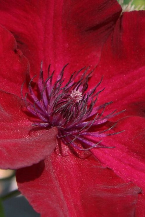  Nubia Clematis - 1 Gallon Pot
