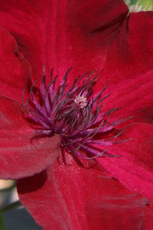  Nubia Clematis - 1 Gallon Pot