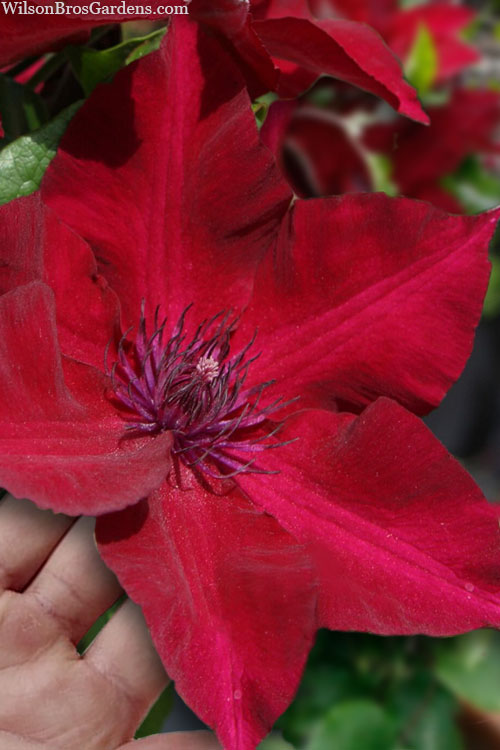  Nubia Clematis - 1 Gallon Pot