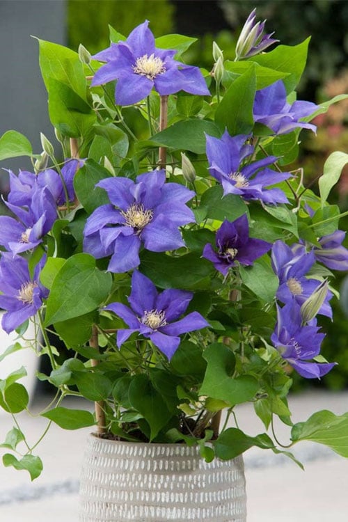  Olympia Clematis - 1 Gallon Pot