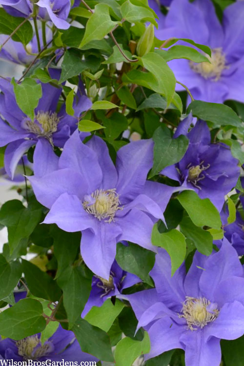  Olympia Clematis - 1 Gallon Pot