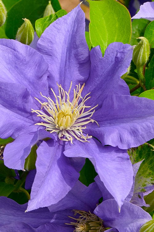  Olympia Clematis - 1 Gallon Pot