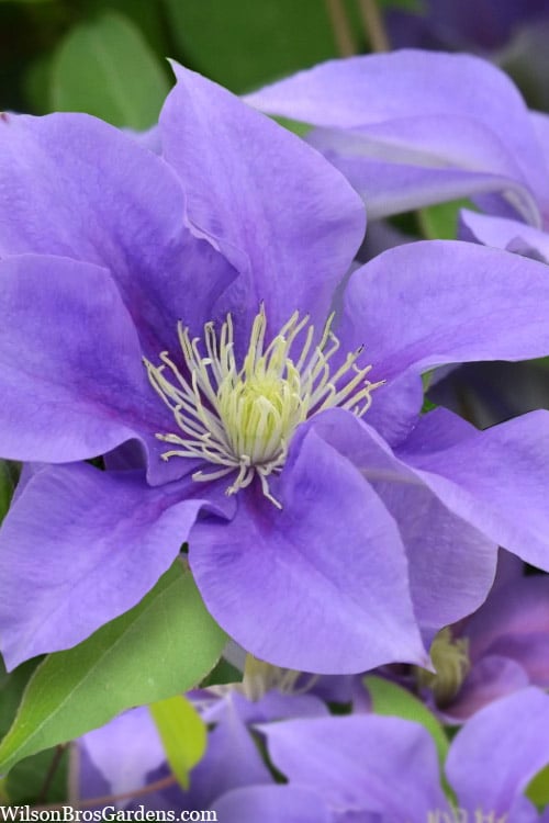  Olympia Clematis - 1 Gallon Pot