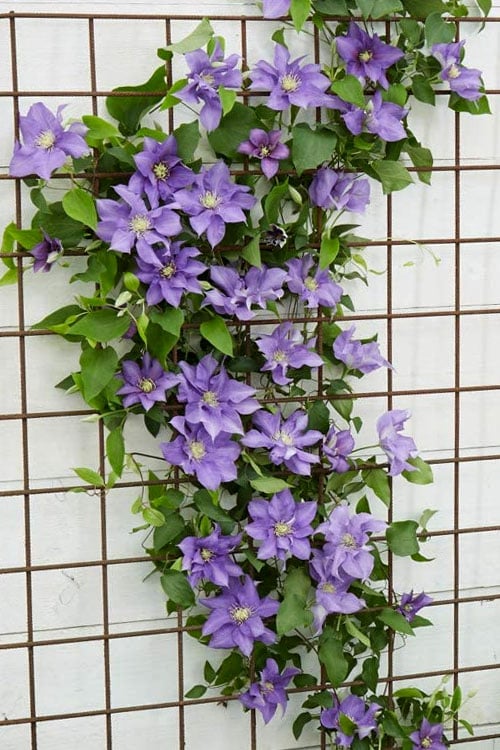 Olympia Clematis - 1 Gallon Pot