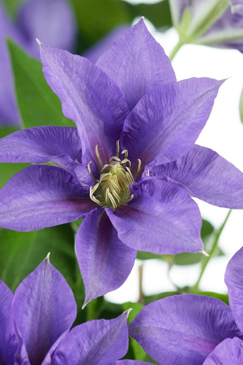  Olympia Clematis - 1 Gallon Pot