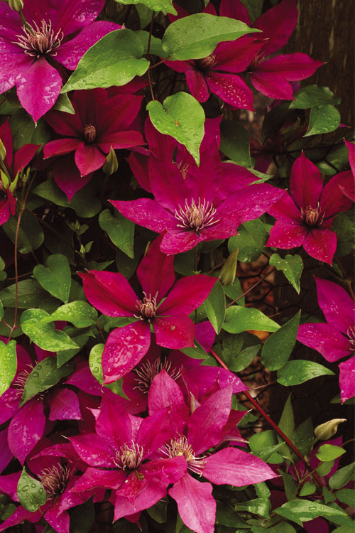  Picardy Clematis - 1 Gallon Pot