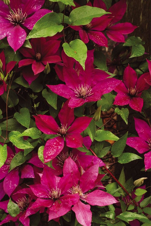  Picardy Clematis - 1 Gallon Pot