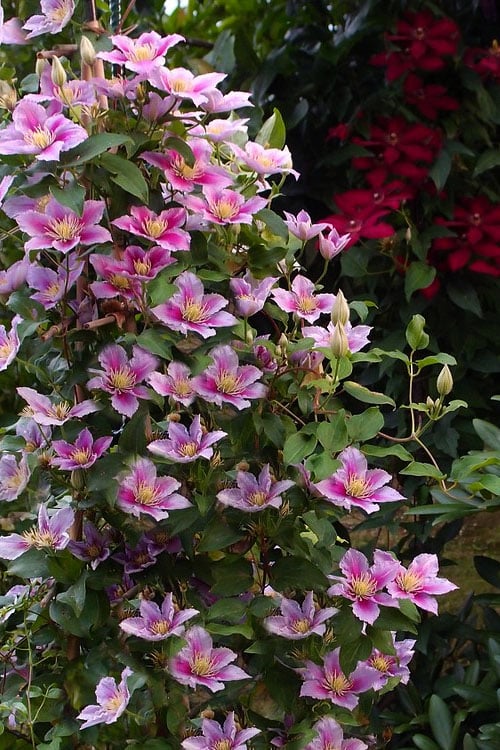  Piilu Clematis (Little Duckling) - 1 Gallon Pot