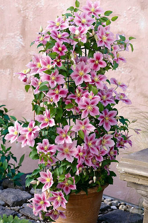  Piilu Clematis (Little Duckling) - 1 Gallon Pot