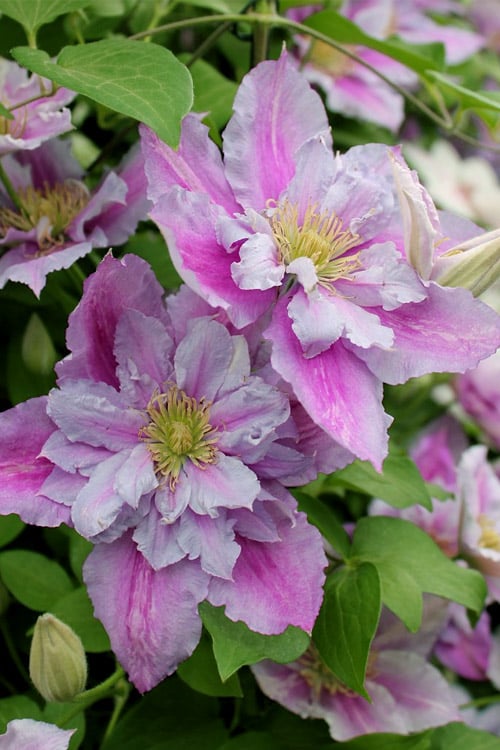  Piilu Clematis (Little Duckling) - 1 Gallon Pot