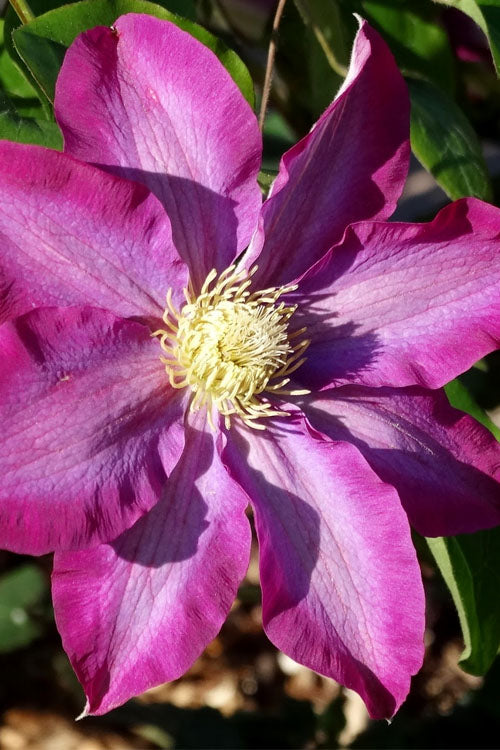  Pink Champagne Clematis - 1 Gallon Pot