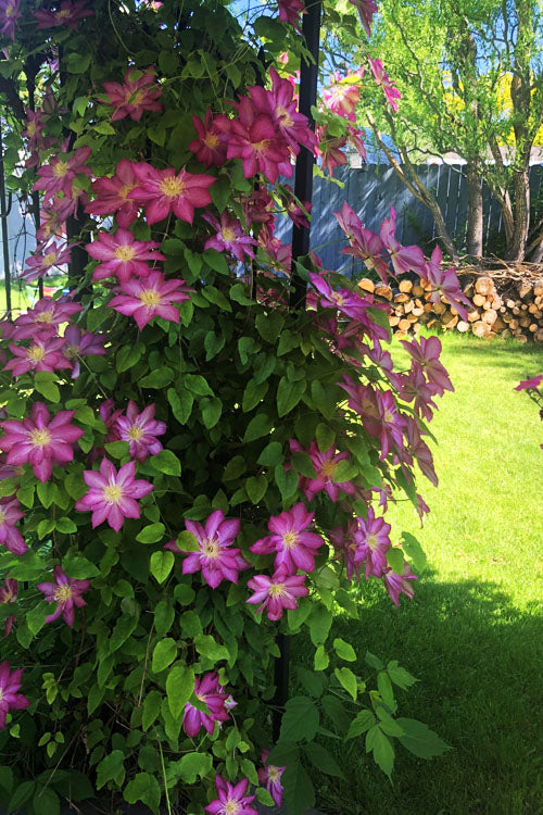  Pink Champagne Clematis - 1 Gallon Pot
