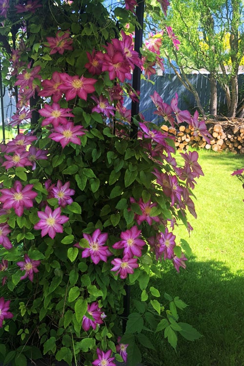  Pink Champagne Clematis - 1 Gallon Pot